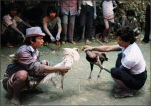 The start of a cock fight.