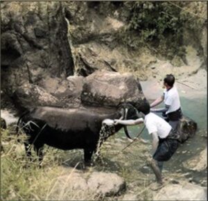 A sacrificial buffalo being washed in a stream