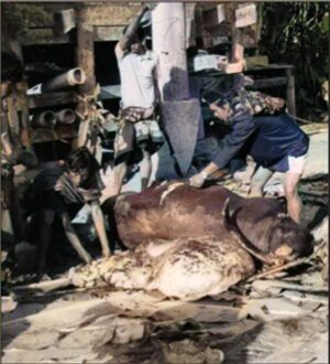 Distribution of buffalo meat to relatives and neighbours.
